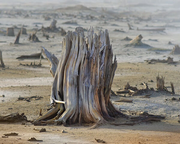 ACID RAIN AND THE IMPACT ON BIODIVERSITY 